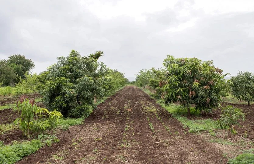 Govidya Vedic Farms Plots for sale Village Ambale, Taluka Purandar, Near Urulikanchan, Pune , Pune